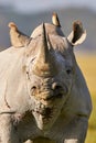 Beautiful black rhino portrait Royalty Free Stock Photo