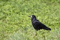 Beautiful, black rook bird on the green grass.