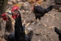 Beautiful black rooster looking at the camera curiously Royalty Free Stock Photo