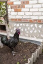 beautiful black rooster walks near the house Royalty Free Stock Photo