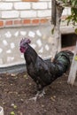 beautiful black rooster walks near the house Royalty Free Stock Photo