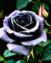 A beautiful black Rose with blue purple shade with petals venation visible looks horrifyingly beautiful