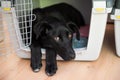 Beautiful black shepherd dog with cute eyes lying in her crate Royalty Free Stock Photo