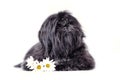 Beautiful black shih tzu puppy studio shot portrait. Fluffy dog baby with flowers isolated on a white background