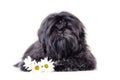 Beautiful black shih tzu puppy studio shot portrait. Fluffy dog baby with flowers isolated on a white background