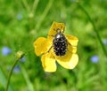 Small bug  on yellow wild flowers , Lithuania Royalty Free Stock Photo