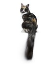 Beautiful black smoke tortie Maine Coon cat girl sitting backwards isolated on white background looking over shoulder into lens Royalty Free Stock Photo