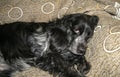 Beautiful black spaniel dog is resting on a sofa. Russian spaniel portrait