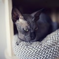 Beautiful black sphynx cat resting in a lair. Naked hairless antiallergic domestic cat breed with big ears.