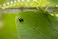 A beautiful black spider with visible eyes on a leaf Royalty Free Stock Photo