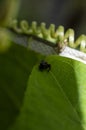 A beautiful black spider with visible eyes on a leaf Royalty Free Stock Photo