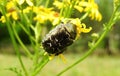 Beautiful black spotted bug on yellow flowers , Lithuania Royalty Free Stock Photo