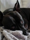 Beautiful black staffy dog lying on blanket lit by window light Royalty Free Stock Photo