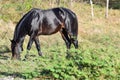 Beautiful black stallion eating grass in a field at a farm Royalty Free Stock Photo