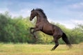Beautiful black stallion Royalty Free Stock Photo