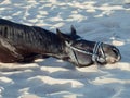 Beautiful black stallion laying and scretching at sand