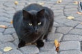 Beautiful black stray cat portrait on cobblestone