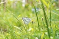 A Beautiful Black Striped White Butterfly Resting on a Yellow Flower Royalty Free Stock Photo