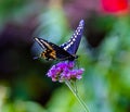Black Swallowtail Butterfly, American Swallowtail Butterfly, Parsnip Swallowtail On Purple Flower With Green Nature Background