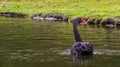 Beautiful black swan from behind, floating in the water, Elegant waterbird from Australia Royalty Free Stock Photo