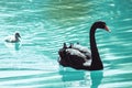 Beautiful black swan closeup on the water background with little duck
