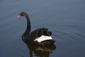 Beautiful black swan floating on lake