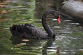 Beautiful black swan floating on water