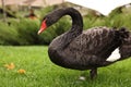 Beautiful black swan on green grass outdoors Royalty Free Stock Photo