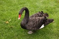 Beautiful black swan on green grass outdoors Royalty Free Stock Photo