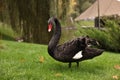 Beautiful black swan on green grass outdoors Royalty Free Stock Photo