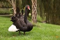 Beautiful black swan on green grass outdoors, space for text Royalty Free Stock Photo