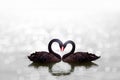 Beautiful black swan in heart shape on white lake bokeh