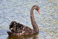 Beautiful Black swan portrait Cygnus atratus in water Royalty Free Stock Photo