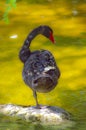 Beautiful black swan standing on half leg Royalty Free Stock Photo