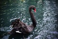 Beautiful black swan swimming in a lake Royalty Free Stock Photo