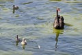 Beautiful black swan swimming in a lake with threÃÂµ small swans