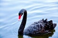 A beautiful black swan swimming in the lake Royalty Free Stock Photo