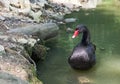 beautiful black swan