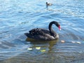 A beautiful black swan swimming in a pond in autumn.