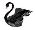 Beautiful black swan Royalty Free Stock Photo