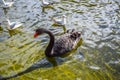 Black swans and ducks swimming in St James`s Park Lake in St James`s Park, London, England, UK