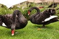 Beautiful black swans on green grass outdoors Royalty Free Stock Photo