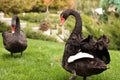 Beautiful black swans on green grass outdoors Royalty Free Stock Photo