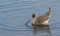 A beautiful Black-tailed Godwit Limosa limosa feeding in the sea.