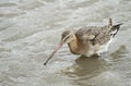 A beautiful Black-tailed Godwit Limosa limosa feeding in the sea.