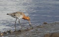 A beautiful Black-tailed Godwit in summer plumage Limosa limosa feeding along the shoreline.