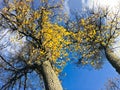 Beautiful black tall trees with yellow autumn leaves falling against a blue sky and white clouds. The background Royalty Free Stock Photo