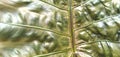 beautiful black taro leaf texture