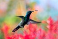 Beautiful Black-throated Mango hummingbird hovering with a colorful background. Royalty Free Stock Photo
