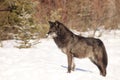 Beautiful black timber wolf Royalty Free Stock Photo